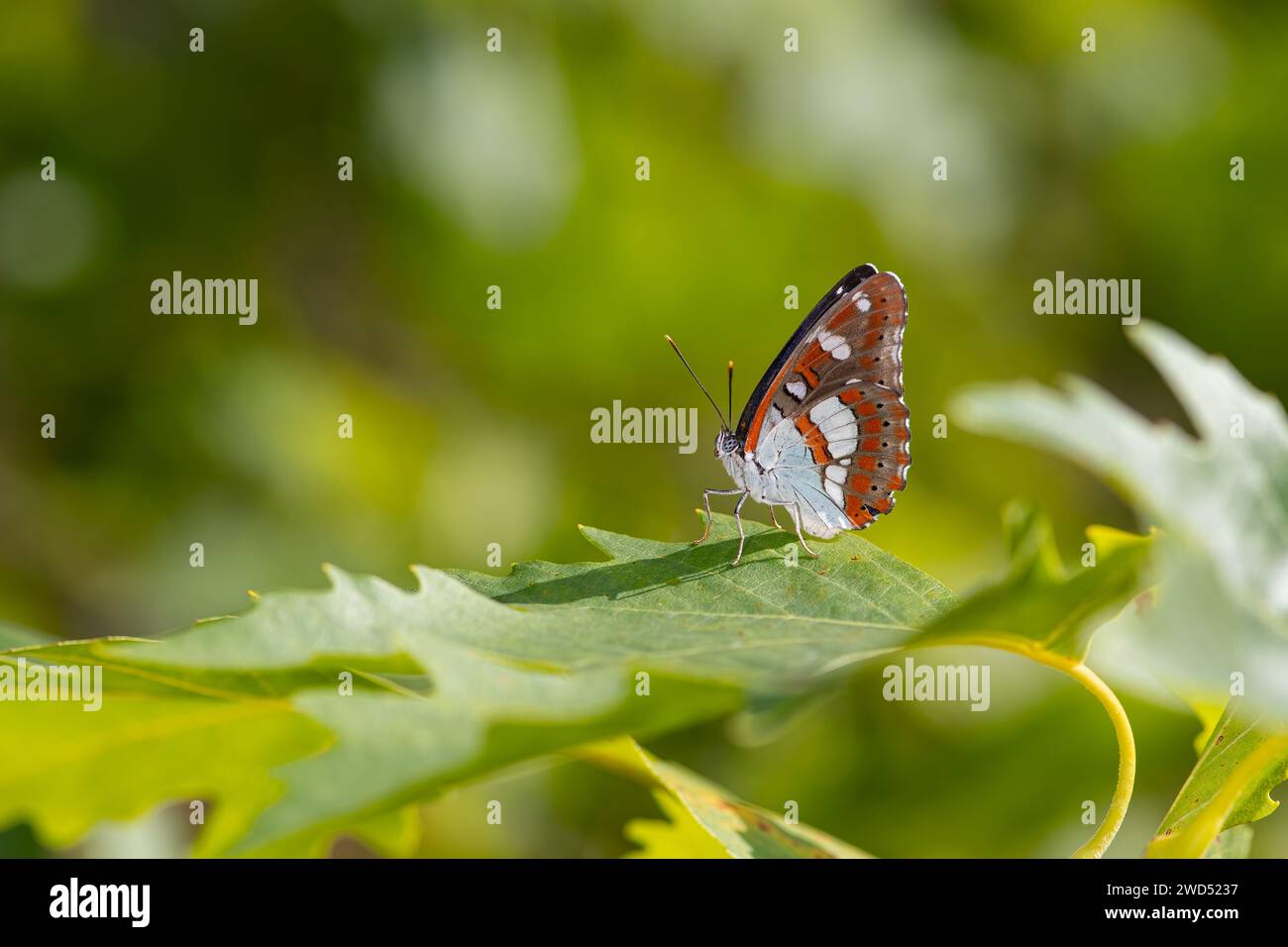 Papillon amiral blanc à l'extérieur sur une feuille de platane. Gros plan, sous l'aile. (Limenitis reducta) Banque D'Images