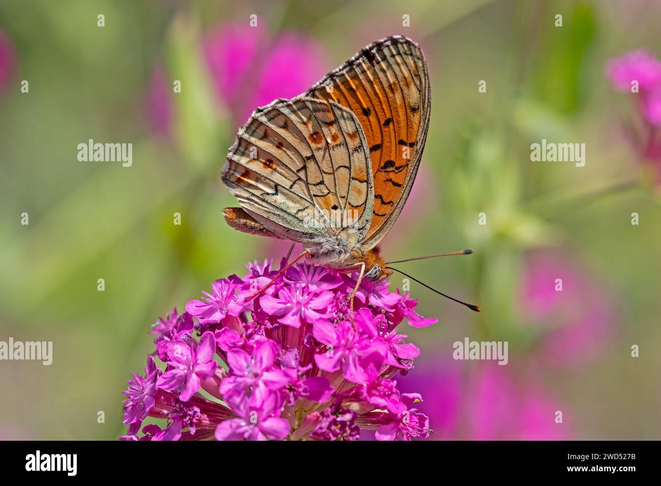 Papillon fritillaire Niobe sur fleur rose. Gros plan, sous l'aile. (Argynnis niobe) Banque D'Images