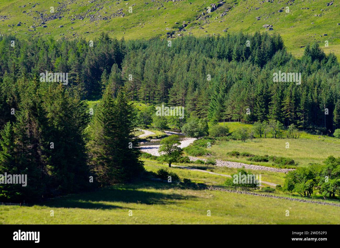 Une rivière traverse de petites plantations de pins et de sapins à Glen Clova sur le côté Aberdeenshire du parc national de Cairngorms d'Écosse UK - Banque D'Images