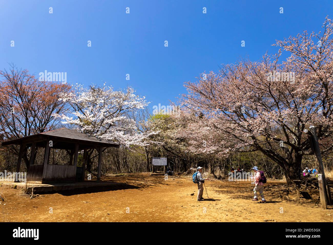 Cerisier en fleurs, Sakura, sommet du mont Bounoore, montagnes Okutama, Hannou, Saitama, Okutama, Tokyo, Japon, Asie de l'est, Asie Banque D'Images