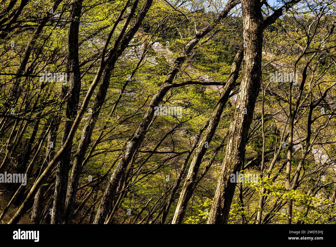 Fleurs de cerisier fraîches, vertes et sauvages, Sakura, Mt. Bounoore trekking, montagnes Okutama, Hannou, Saitama, Okutama, Tokyo, Japon, Asie de l'est, Asie Banque D'Images