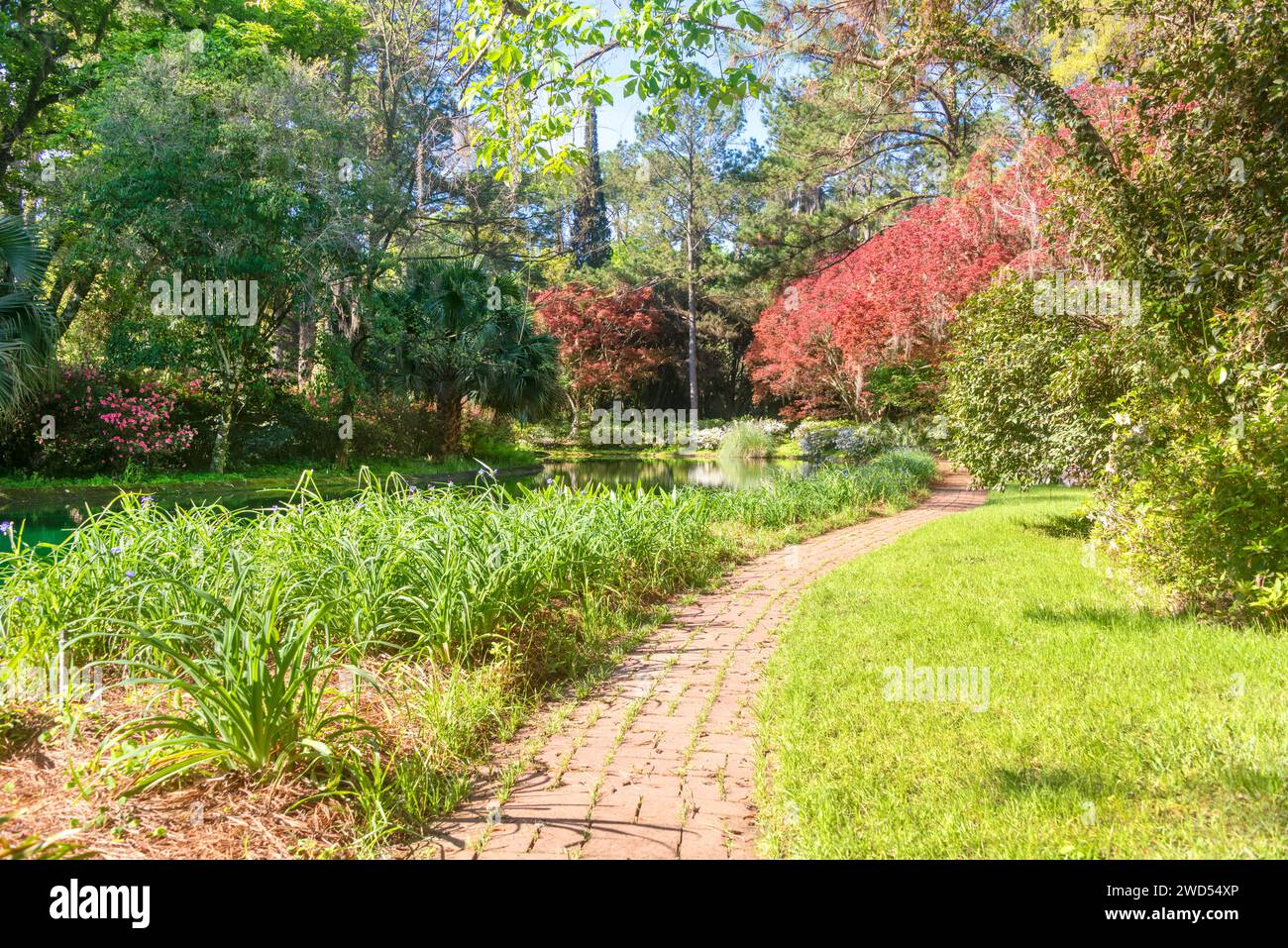 Jardin coloré et sentier de randonnée en briques à travers le parc national Maclay Gardens à Tallahassee, Floride Banque D'Images