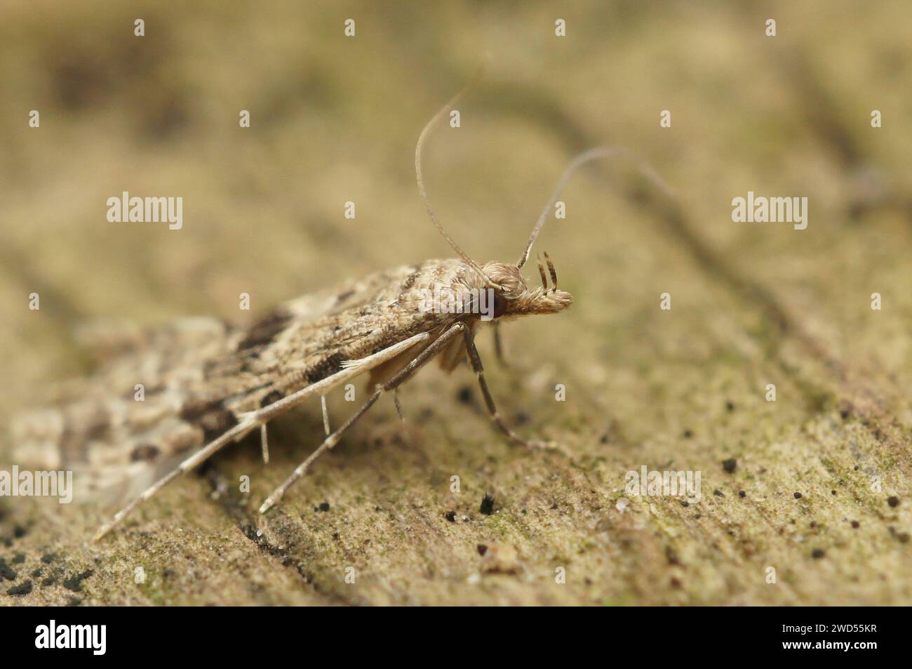 Gros plan détaillé sur la Moth européenne de plusieurs ou vingt plumes, Alucita hexadactyla, assis sur du bois avec des ailes fermées Banque D'Images