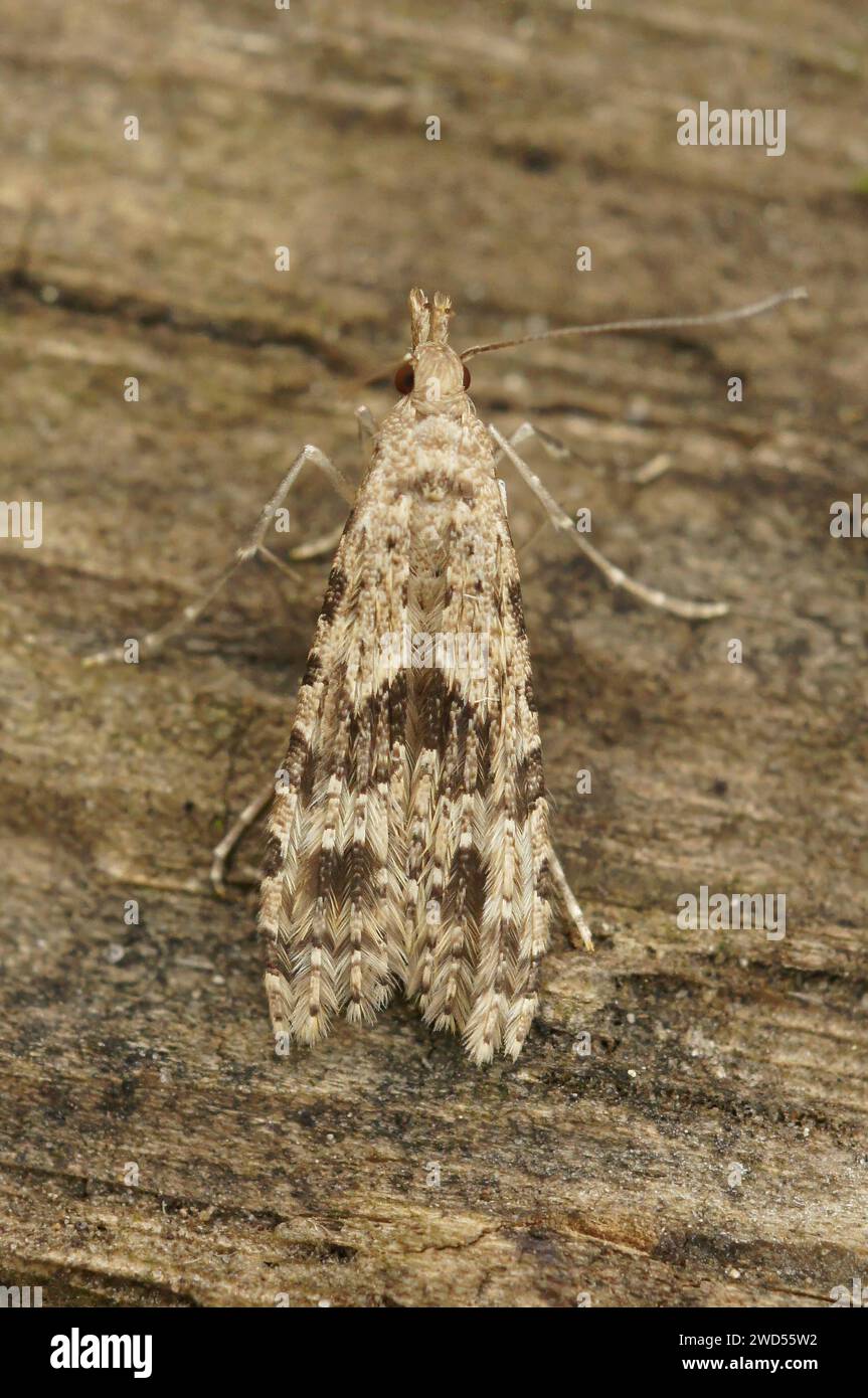 Gros plan détaillé sur la Moth européenne de plusieurs ou vingt plumes, Alucita hexadactyla, assis sur du bois avec des ailes fermées Banque D'Images