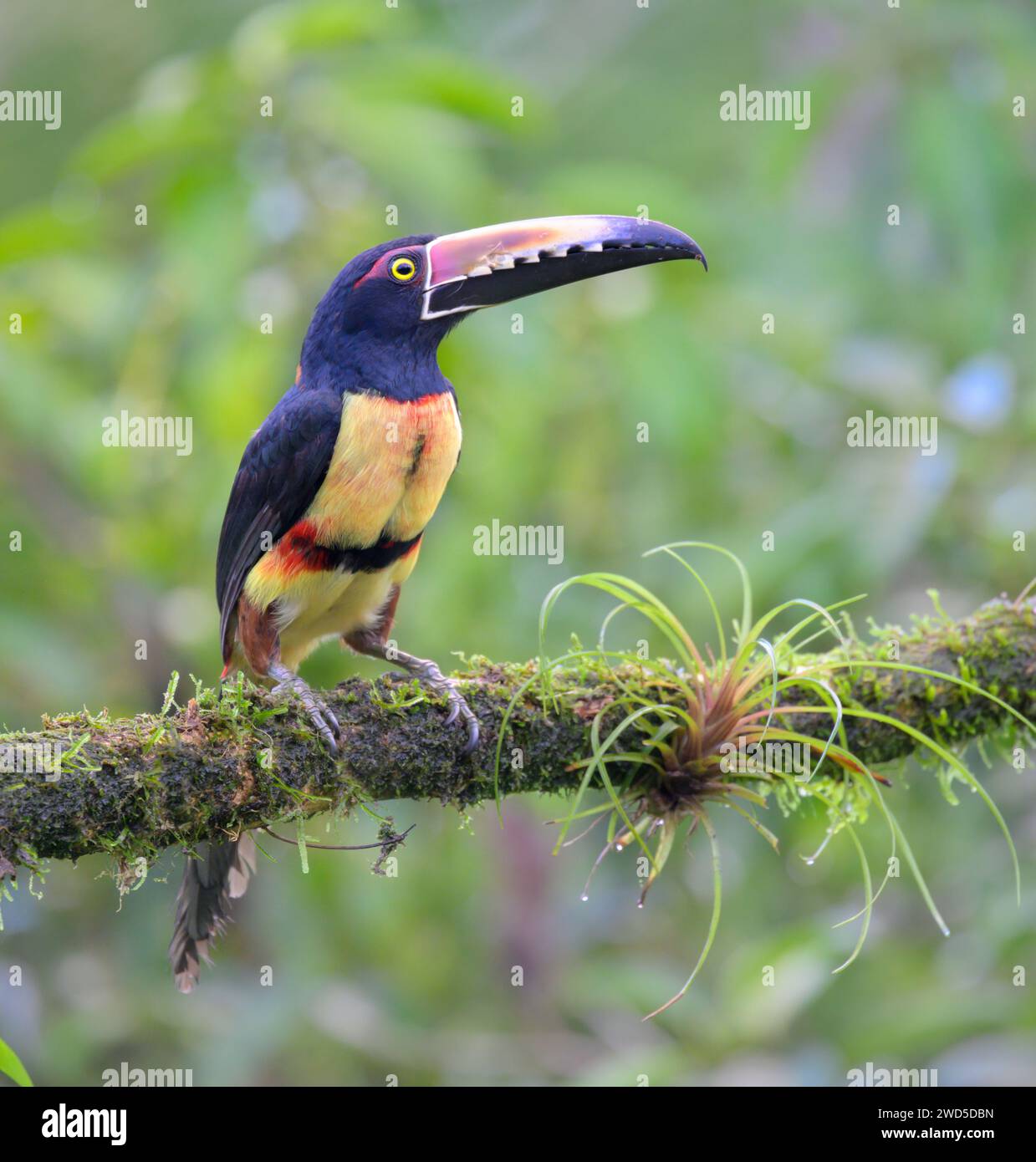 Aracari (Pteroglossus torquatus), Laguna del Lagarto Eco Lodge, Boca Tapada, Alajuela, Costa Rica. Banque D'Images