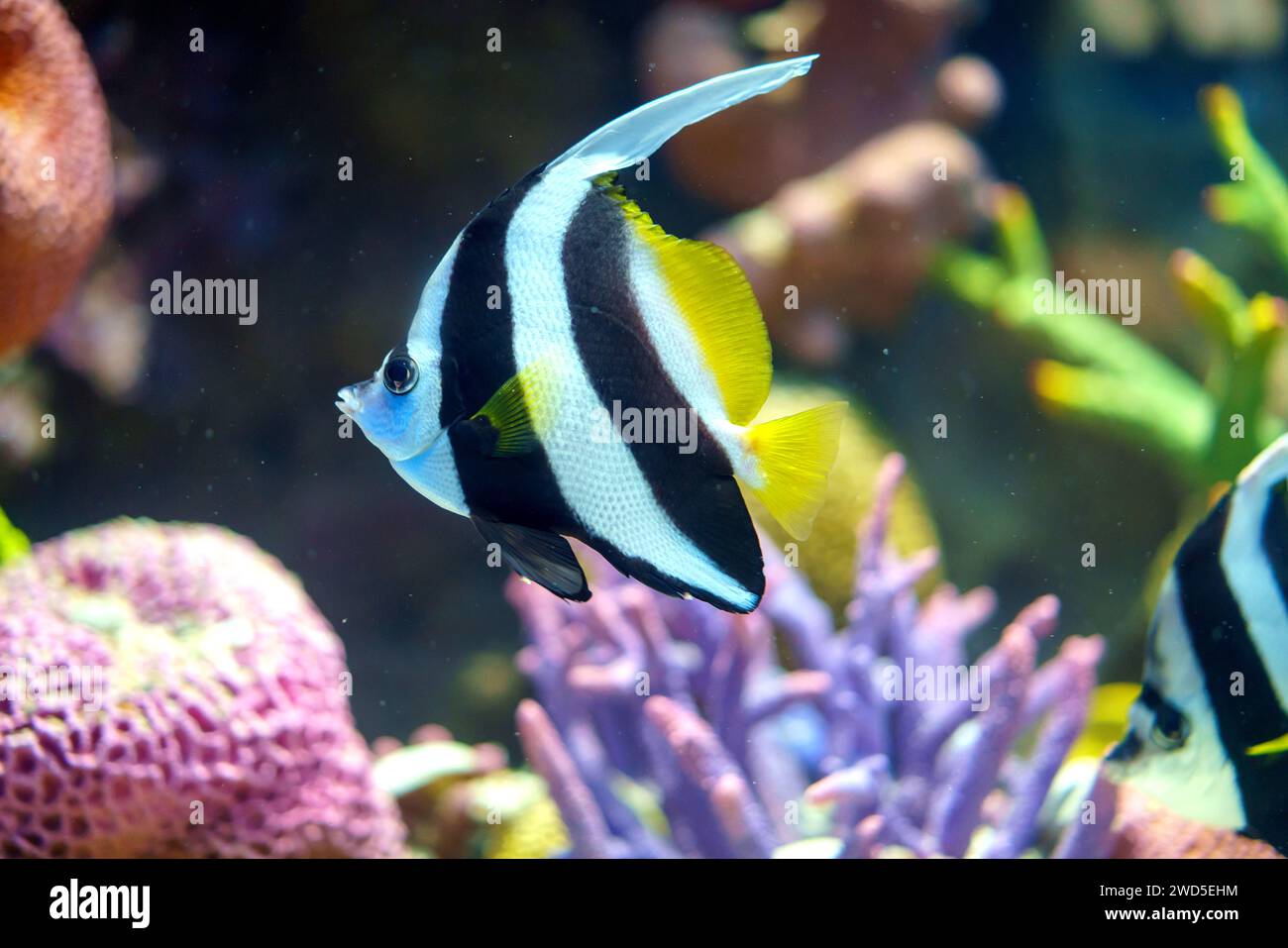 Le poisson mauresque Idol nageant gracieusement dans la mer évoque l'élégance de la vie marine, mettant en valeur la beauté captivante et les couleurs vibrantes de ces enc Banque D'Images