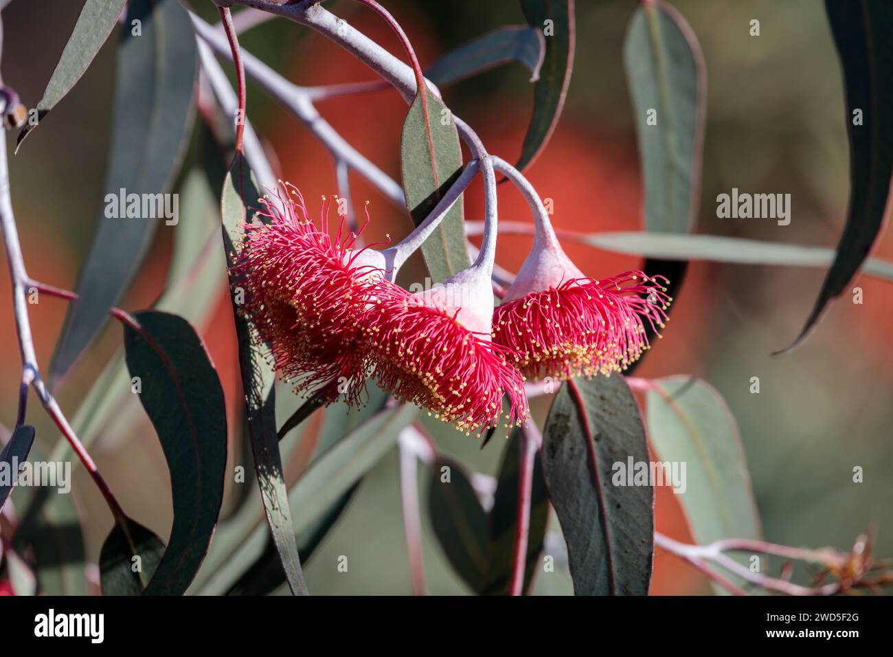 Silver Princess (Eucalyptus caesia) fleurs et feuilles en détail. Banque D'Images