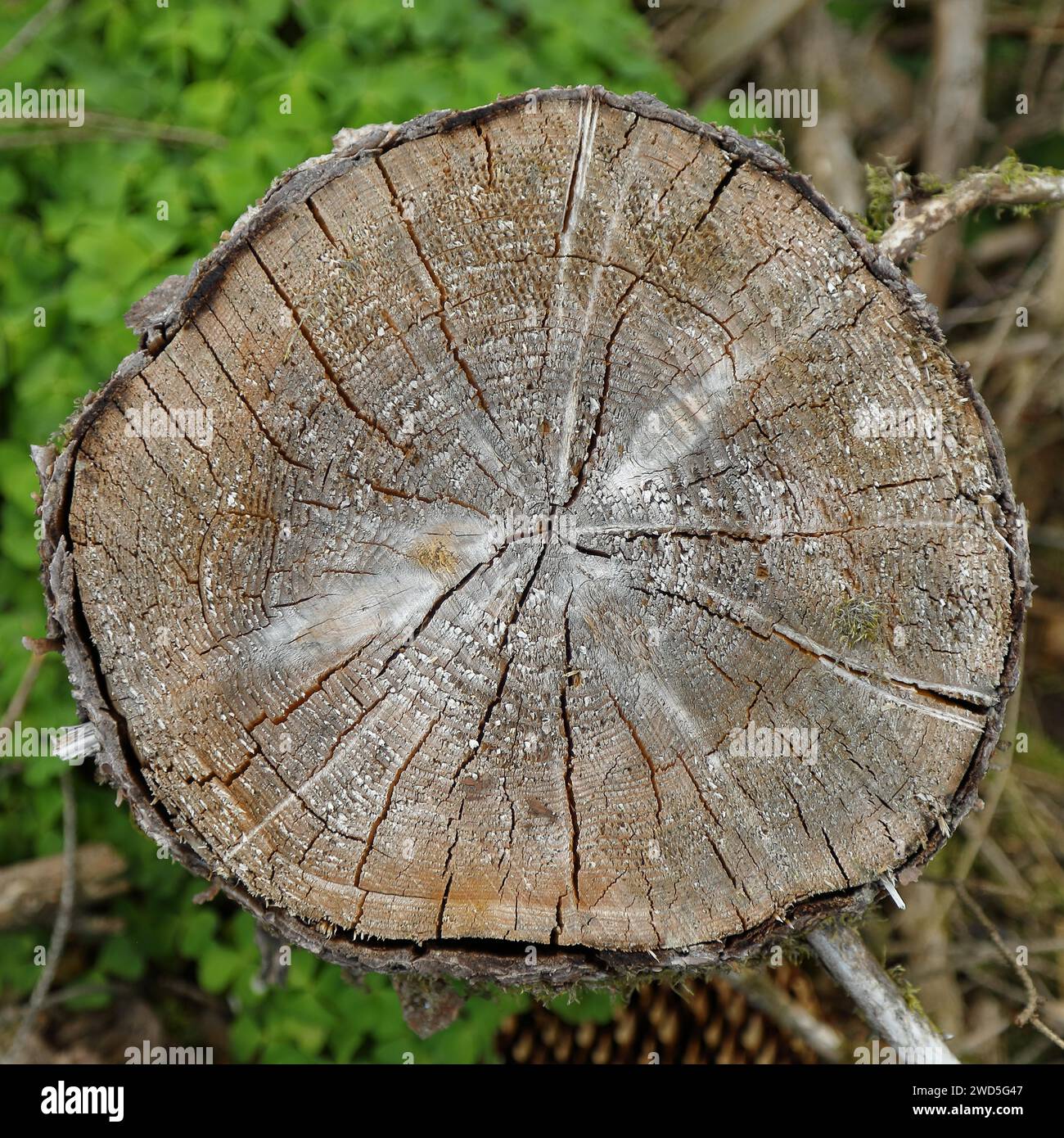 Coupe transversale, vue en coupe, coupe d'une épinette abattue (Picea abies) avec anneaux annuels et fissures de séchage, grain final, Wilnsdorf, Nord Banque D'Images