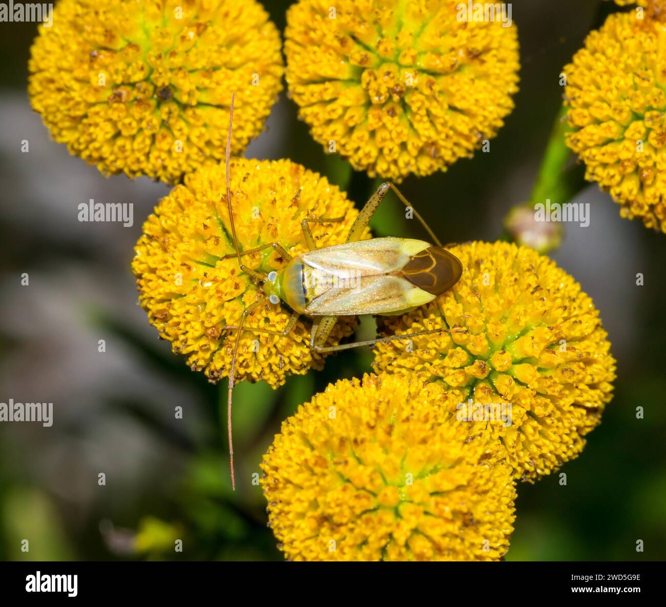 Punaise de luzerne (Adelphocoris lineolatus), femelle, sur fleurs jaunes de tansie (Tanacetum vulgare L.) (syn. : Chrysanthemum vulgare) ou d'absinthe Banque D'Images