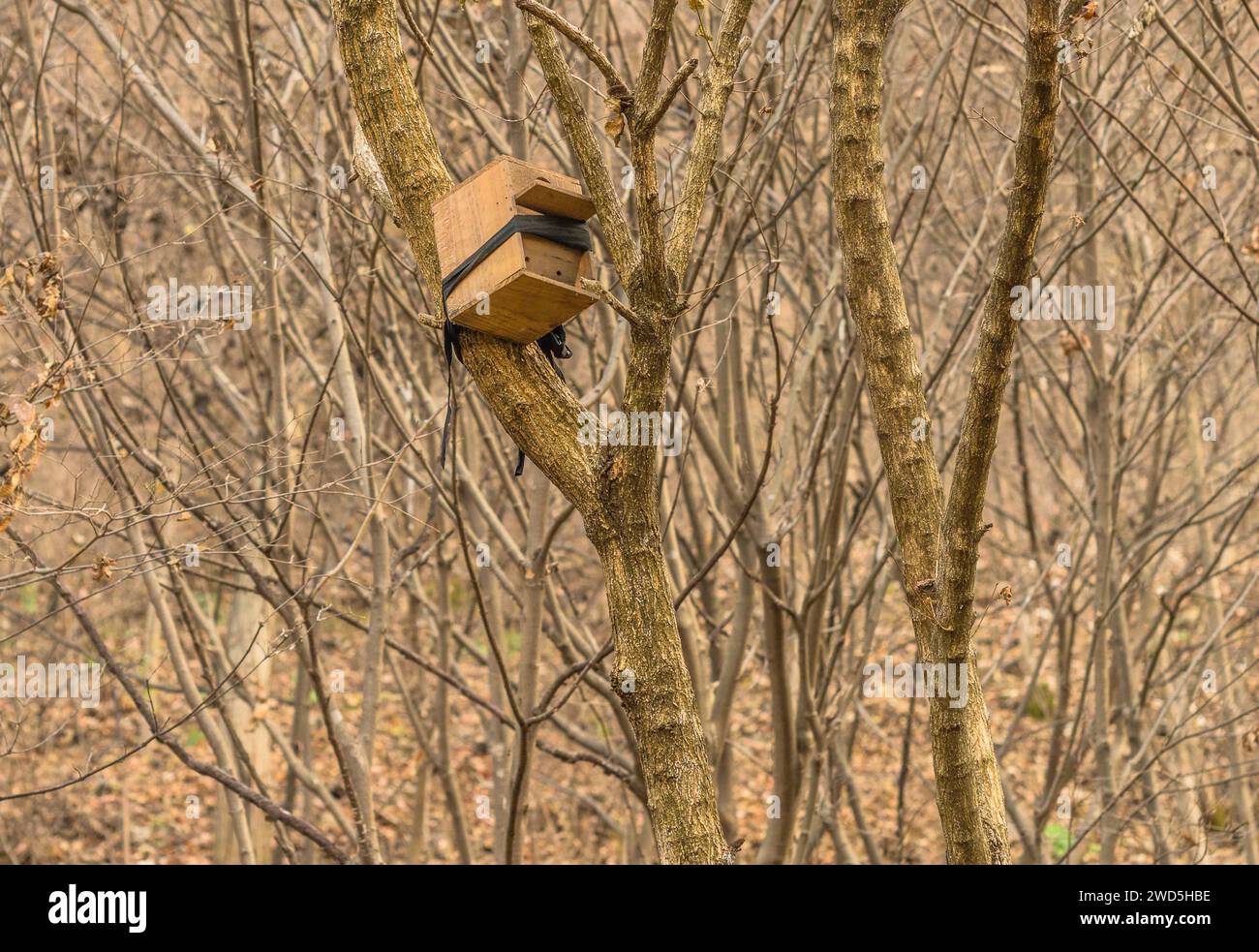 Scène d'hiver d'une mangeoire carrée en bois attachée avec un tissu noir dans un arbre sans feuilles, Corée du Sud Banque D'Images