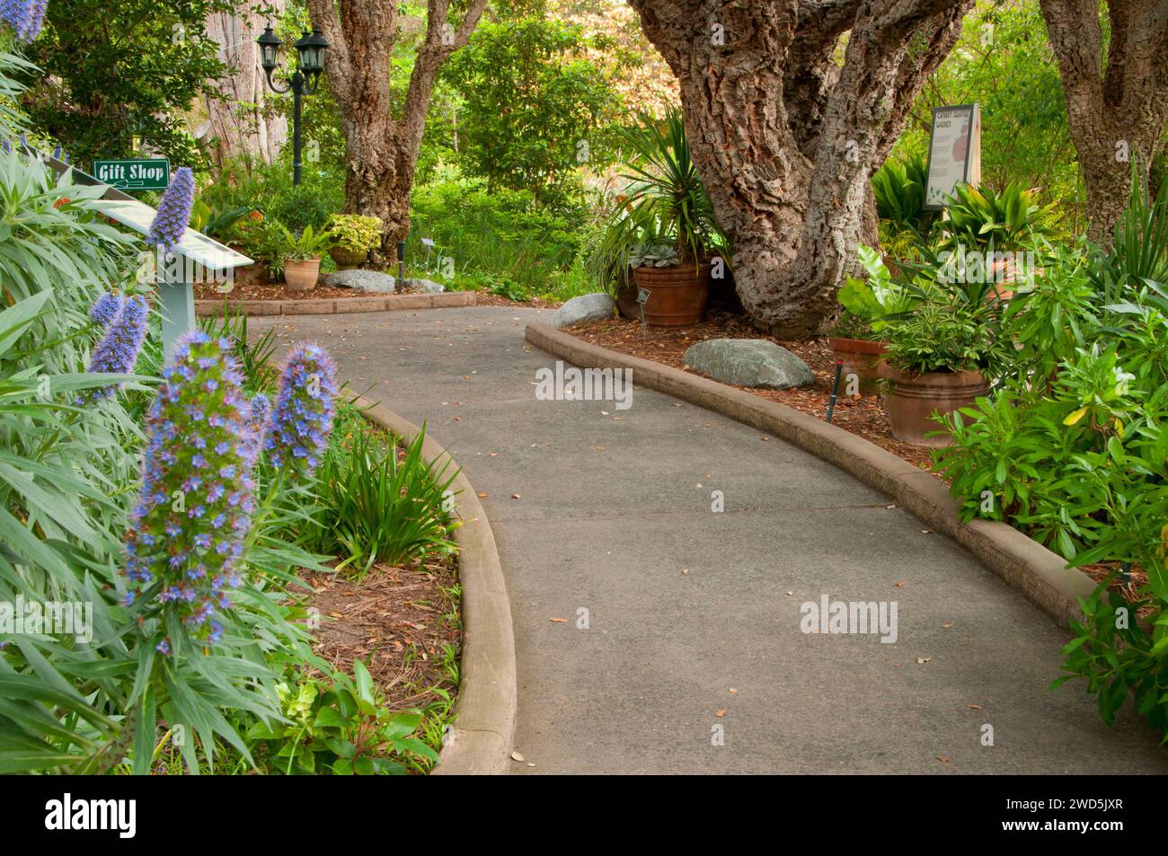 Chemin avec fierté de Madère (Echium candicans ou rose) et de chêne-liège, le Jardin botanique de San Diego, Encinitas, en Californie Banque D'Images