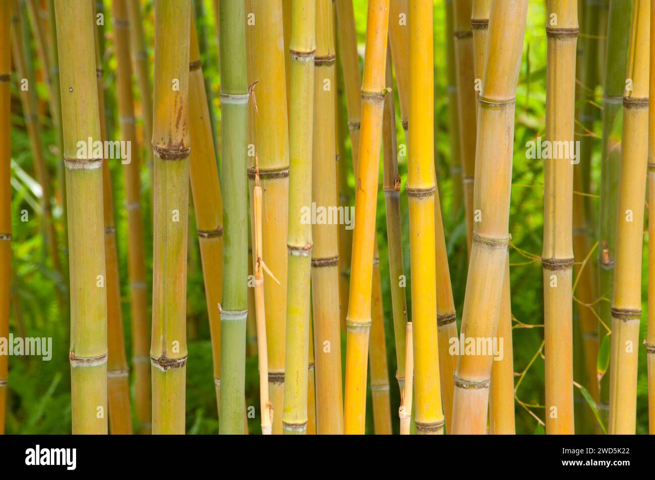 Bambou Maliko (Phyllostachys makinoi), jardin botanique de San Diego, Encinitas, Californie Banque D'Images
