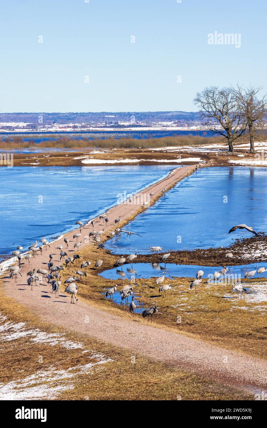 Vue à un troupeau de grues au lac Hornborgasjoen par un jour de printemps ensoleillé tôt, Hornborgasjoen, Suède Banque D'Images