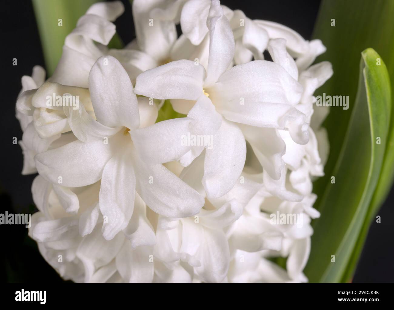 Gros plan sur la tête de fleur en jacinthe blanche Banque D'Images