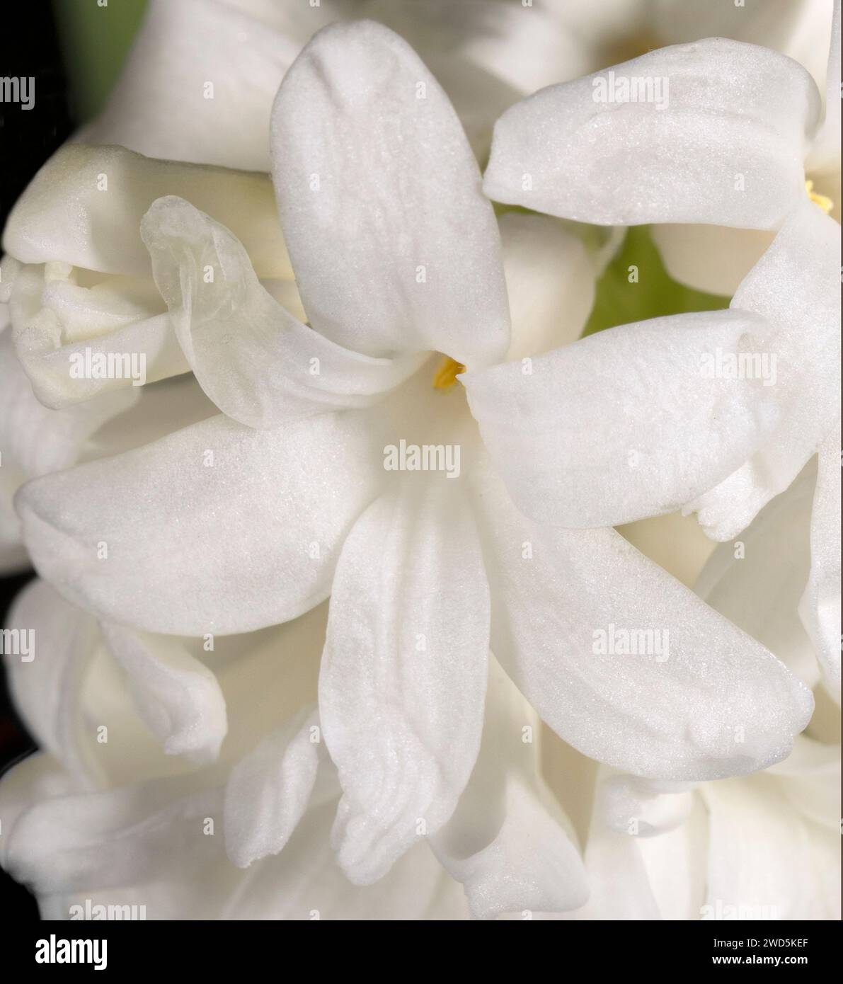 Gros plan sur la tête de fleur en jacinthe blanche Banque D'Images
