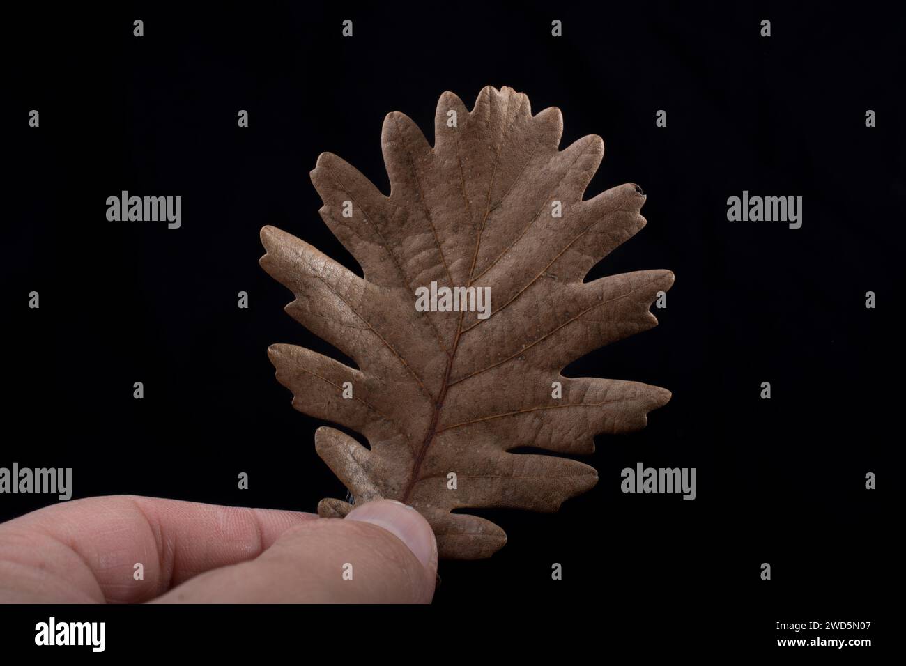 Une feuille sèche séparée des temps d'automne à la main Banque D'Images