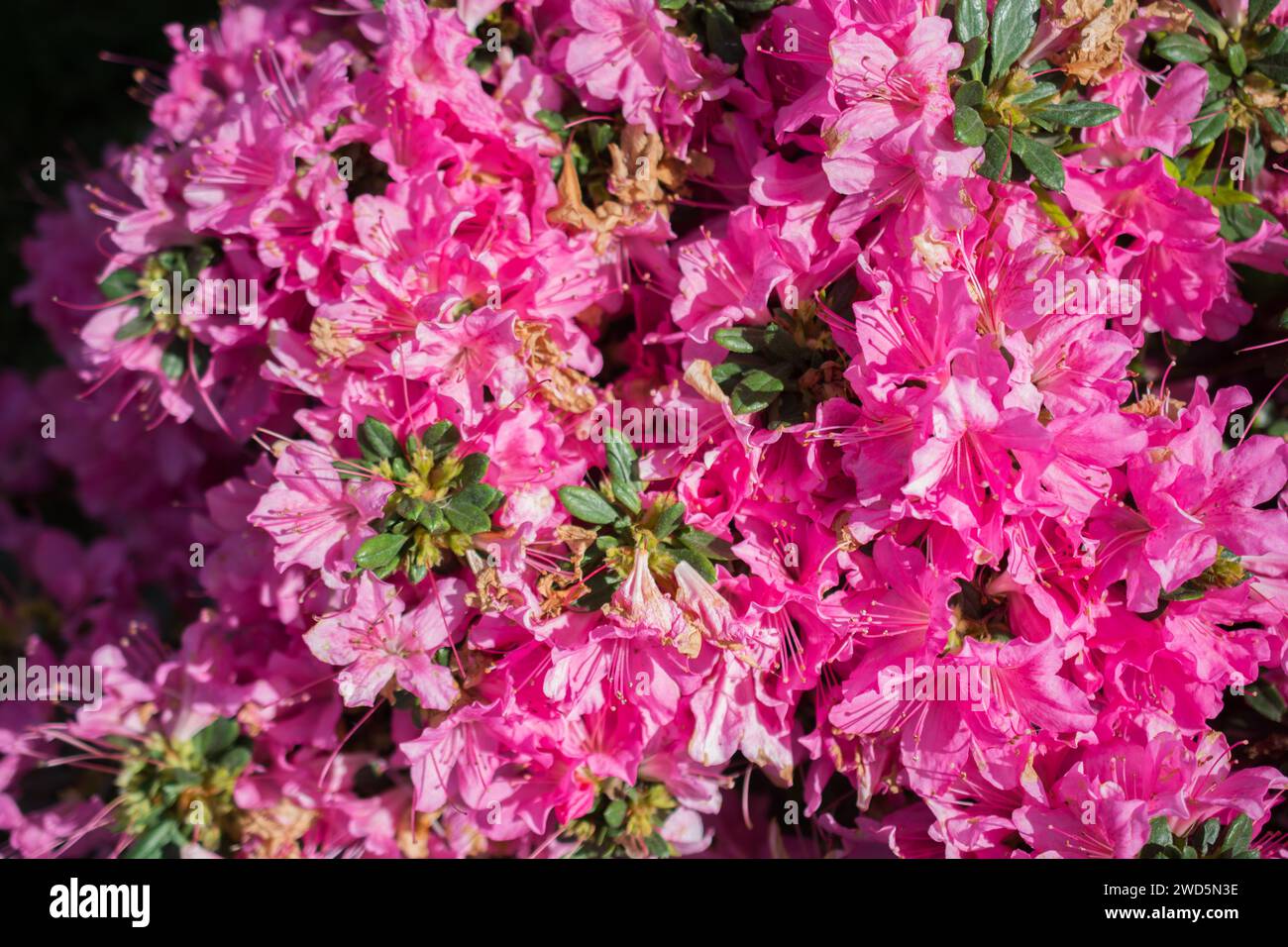 Belle floraison de fleurs naturelles colorées en vue Banque D'Images