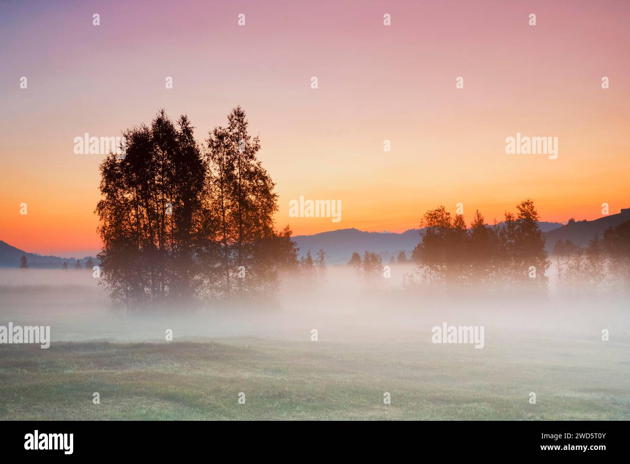 Bouleaux dans les hautes terres de Rothenthurm amarrent au lever du soleil en automne, Canton Schyz, Suisse Banque D'Images