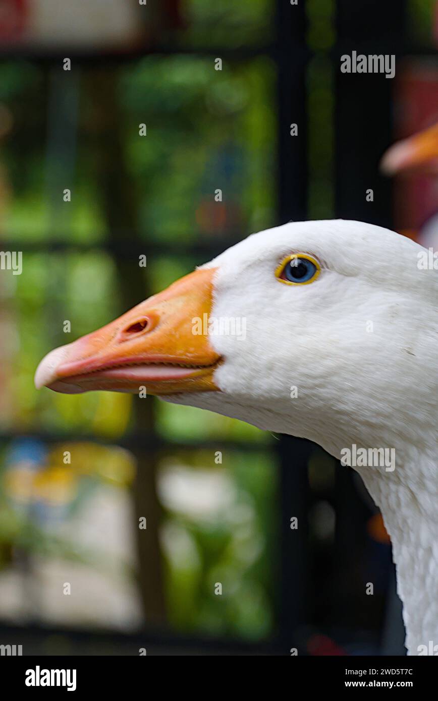 Gros plan d'une tête de canard blanche Banque D'Images