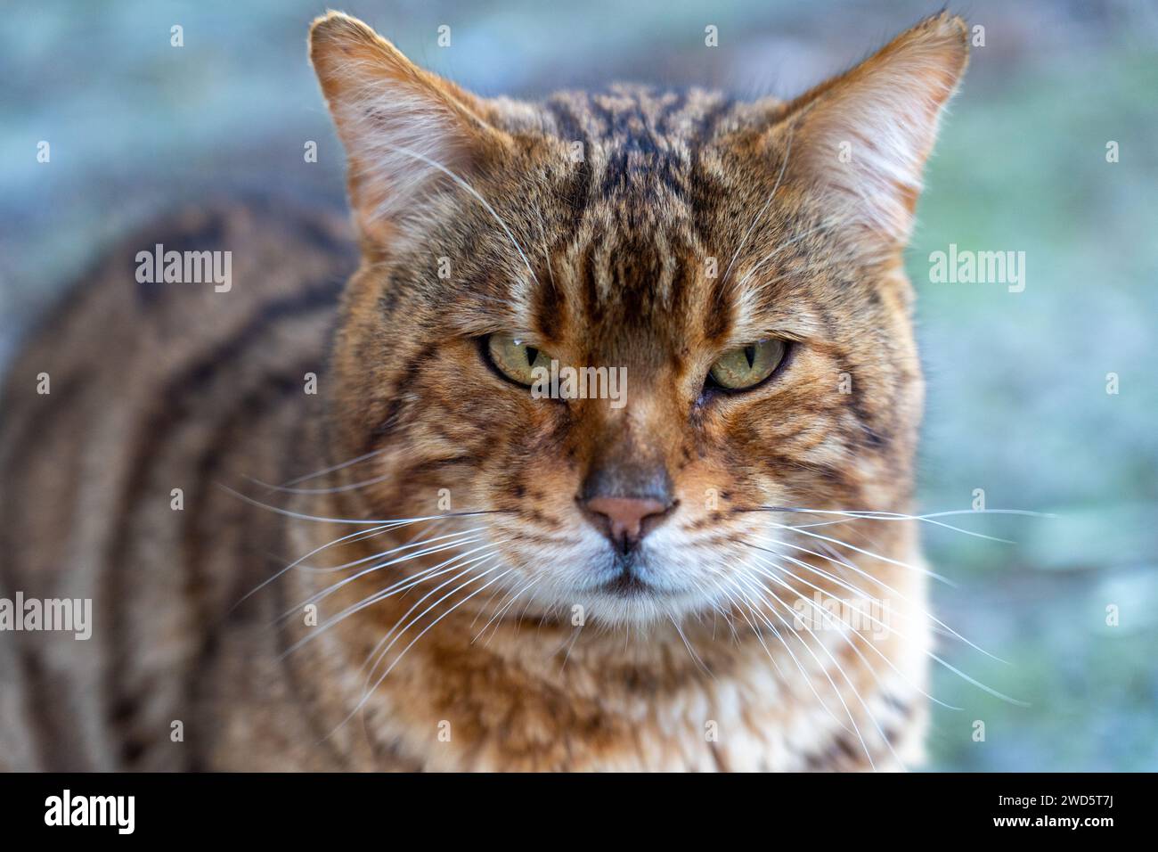 gros plan d'un chat domestique ordinaire ressemblant à un tigre trouvé dans la rue Banque D'Images