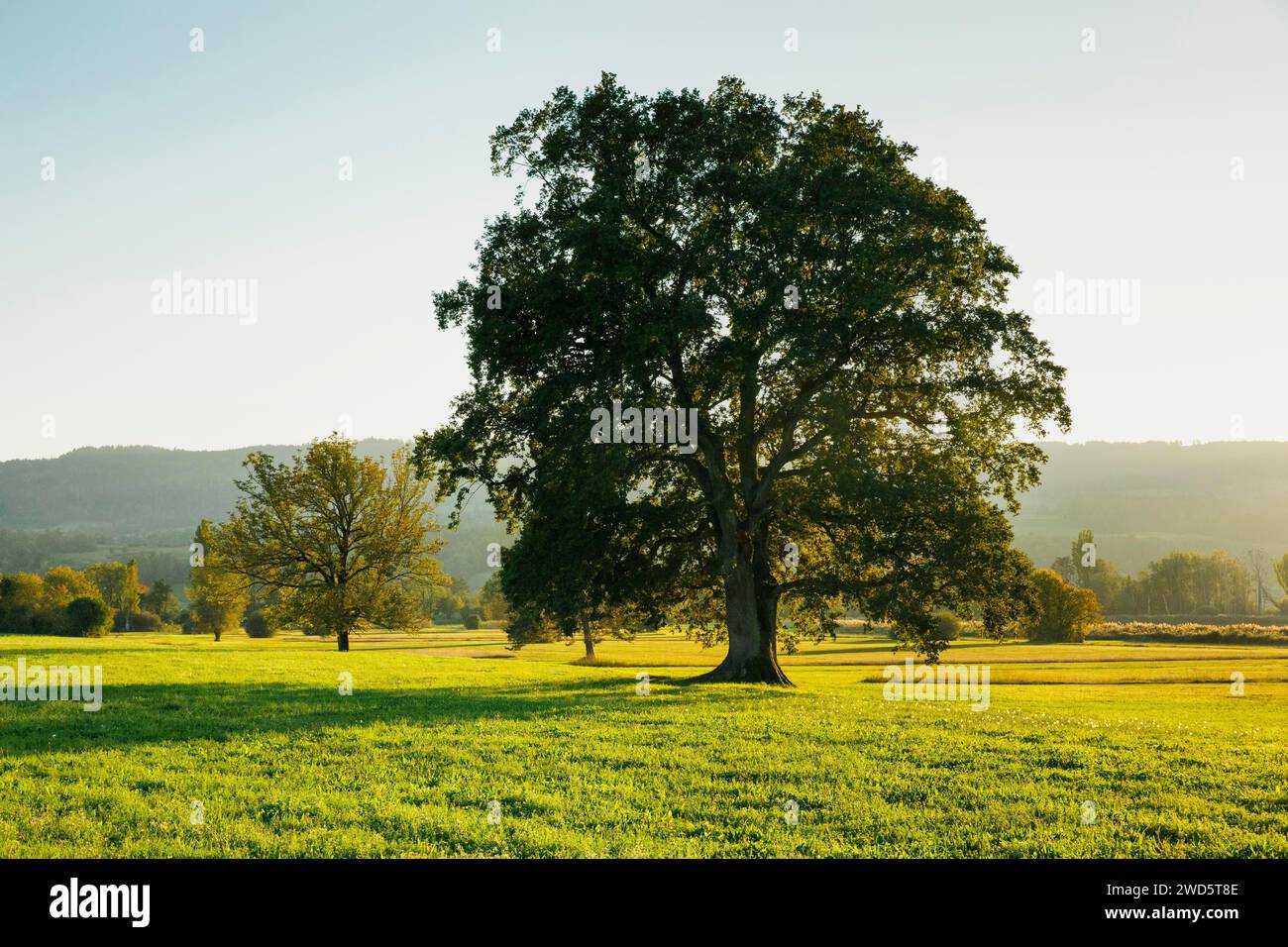Grands chênes à Greifensee dans la lumière du soir, Canton de Zurich, Suisse Banque D'Images