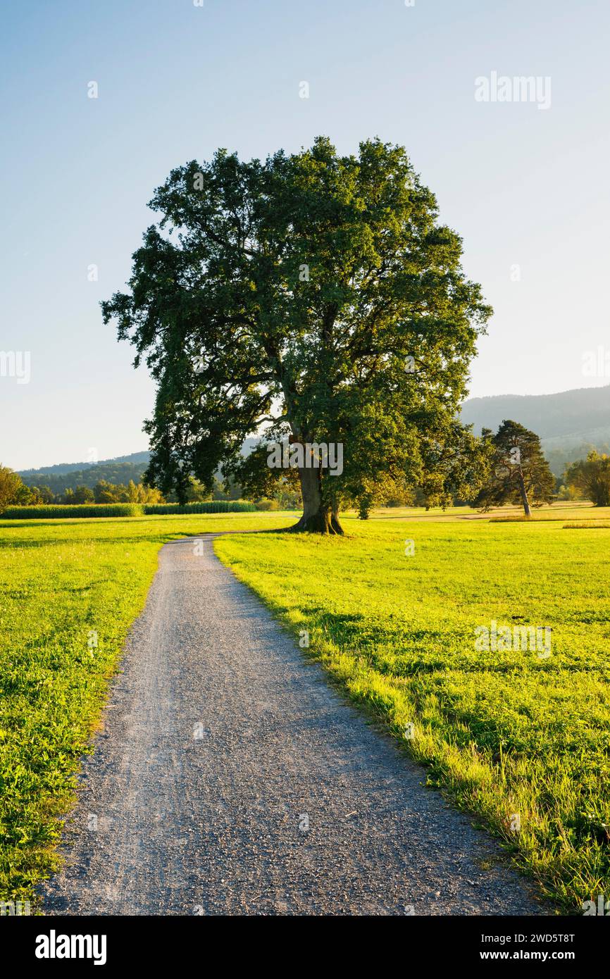 Le sentier mène sous un grand chêne sur le lac Greifensee dans le canton de Zurich, en Suisse Banque D'Images