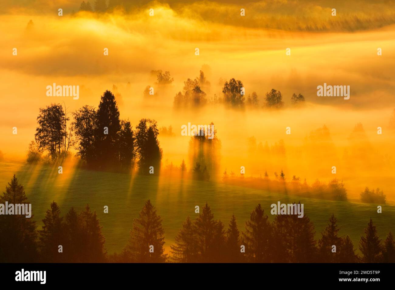Brouillard et forêt à la lande de Rothenthurm, Canton Schyz, Suisse Banque D'Images