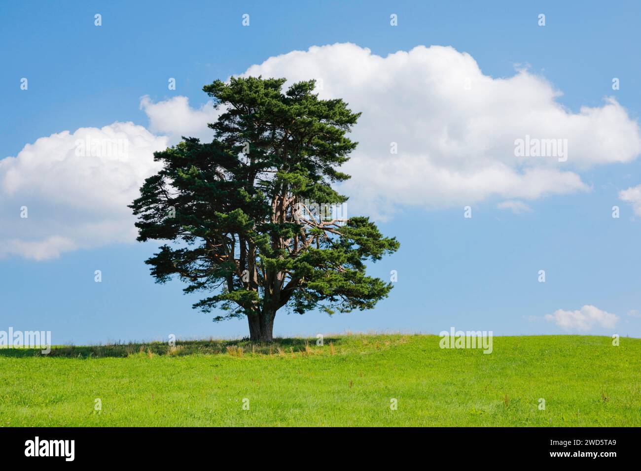 Vieux pin à Oberaegeri, Canton de Zoug, Suisse Banque D'Images