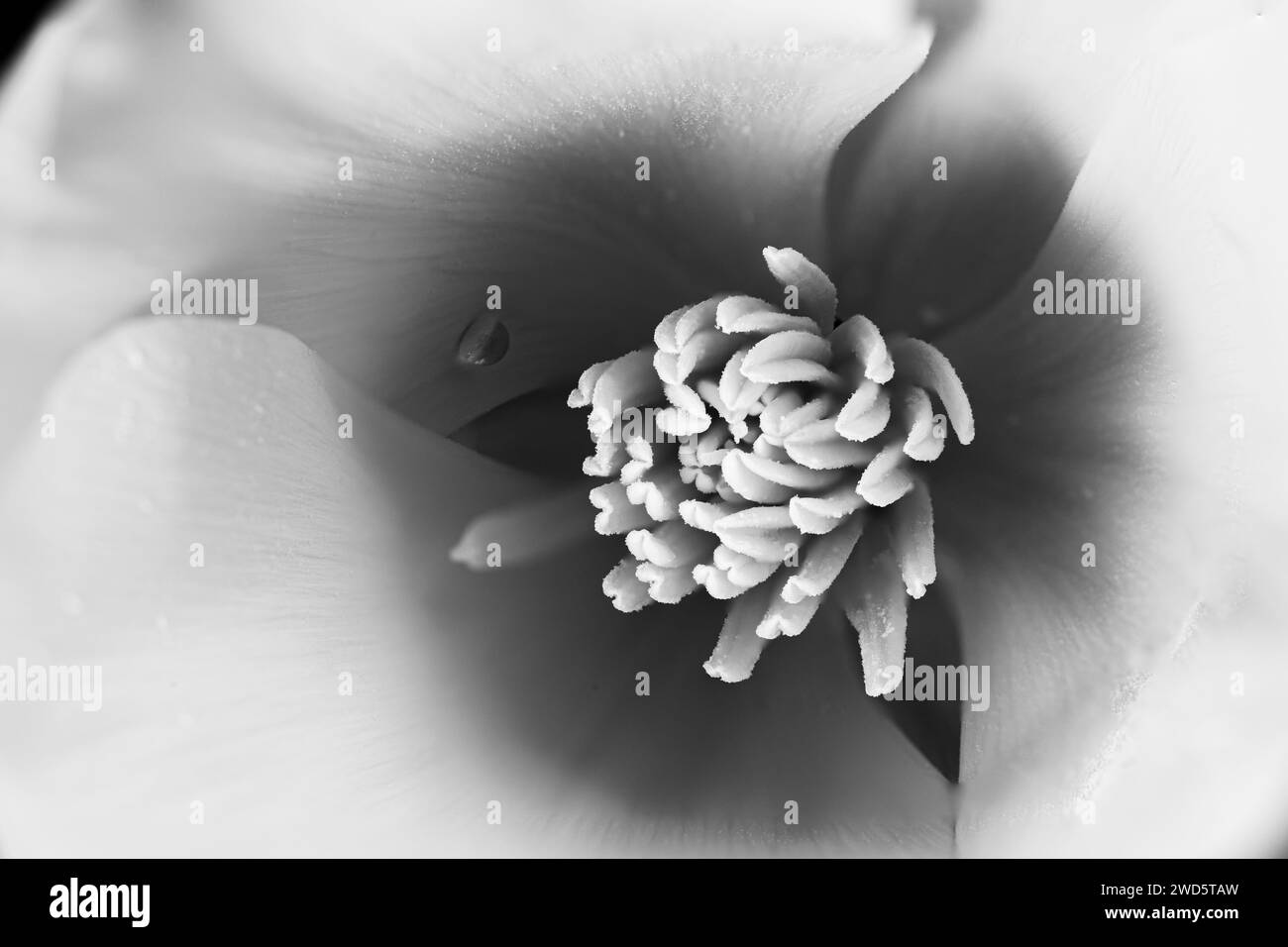 coquelicot de californie, fleur avec des changements de teinte en noir et blanc de suggestion funéraire et mort avec goutte d'eau Banque D'Images