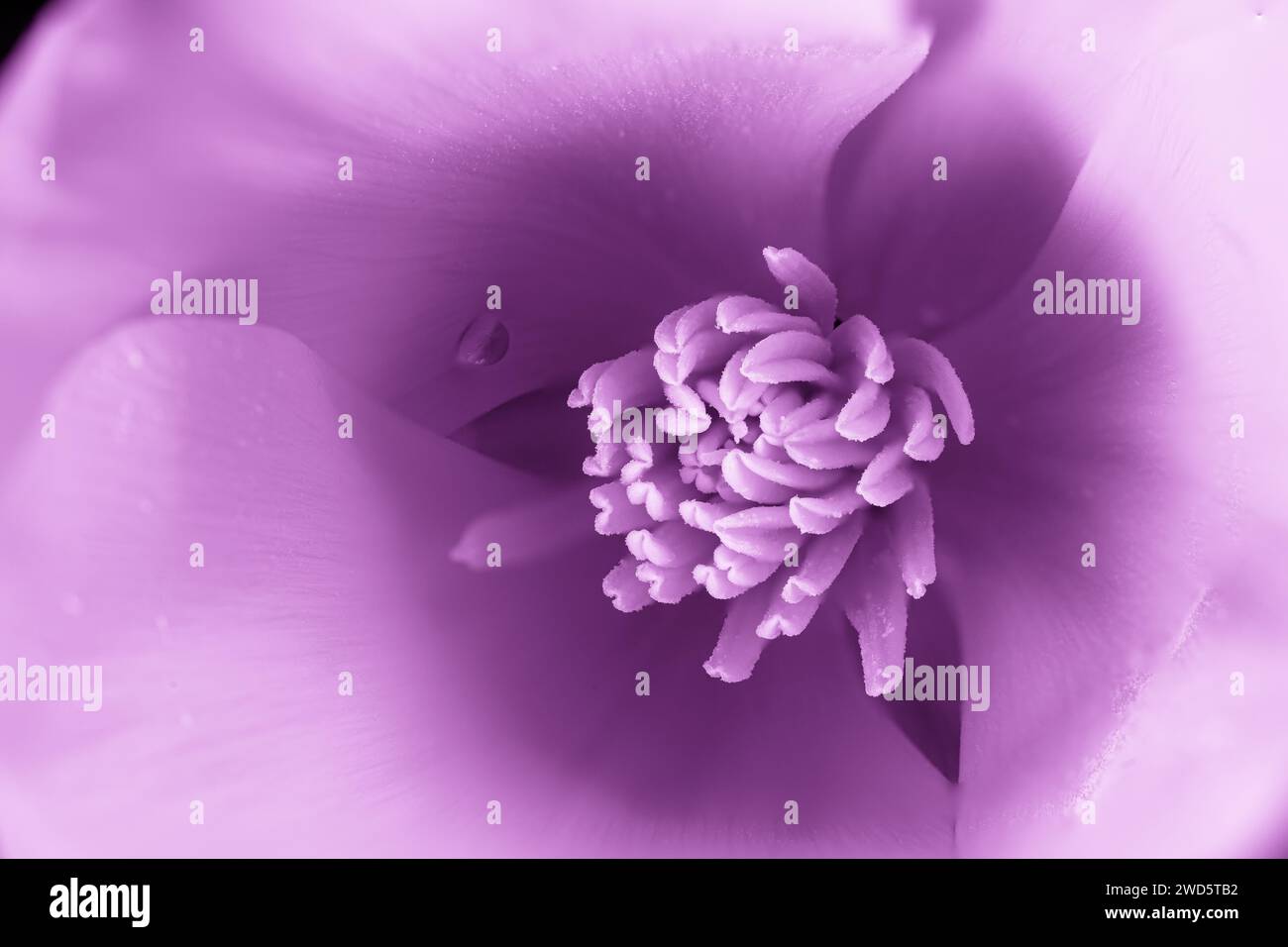 pavot de californie, fleur de couleur intense avec des changements de teinte à la couleur pourpre avec goutte d'eau Banque D'Images