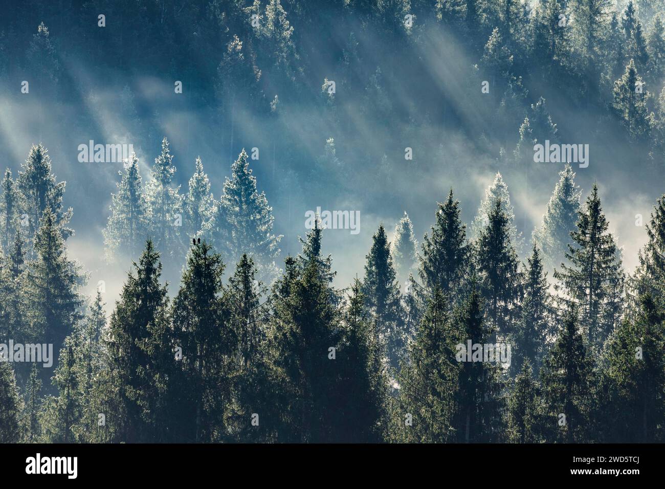 Brouillard et forêt à Oberaegeri dans le canton de Zoug, Suisse Banque D'Images