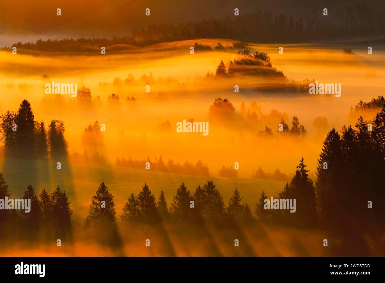 Brouillard et forêt à la lande de Rothenthurm, Canton Schyz, Suisse Banque D'Images