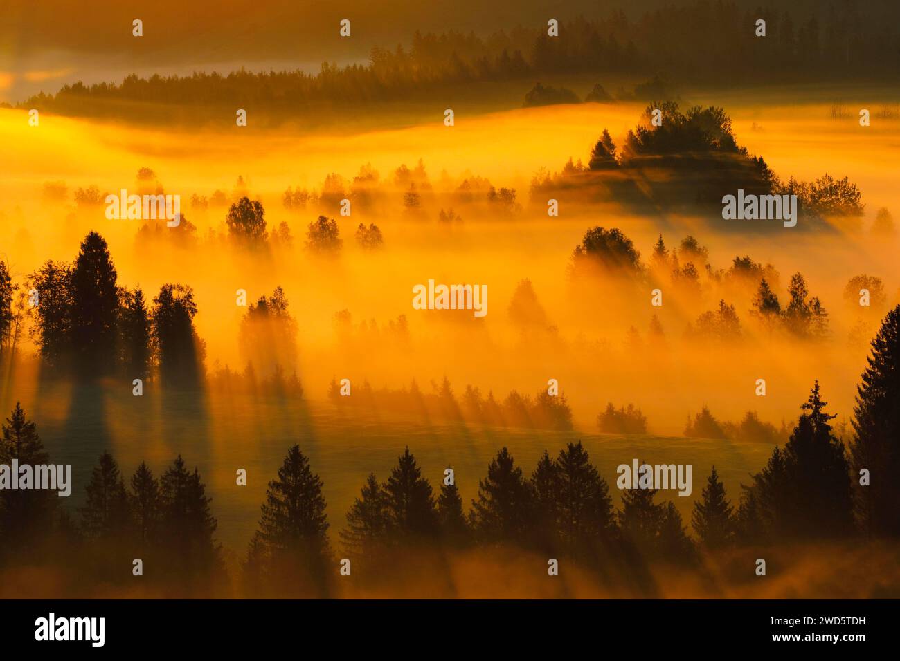 Brouillard et forêt à la lande de Rothenthurm, Canton Schyz, Suisse Banque D'Images