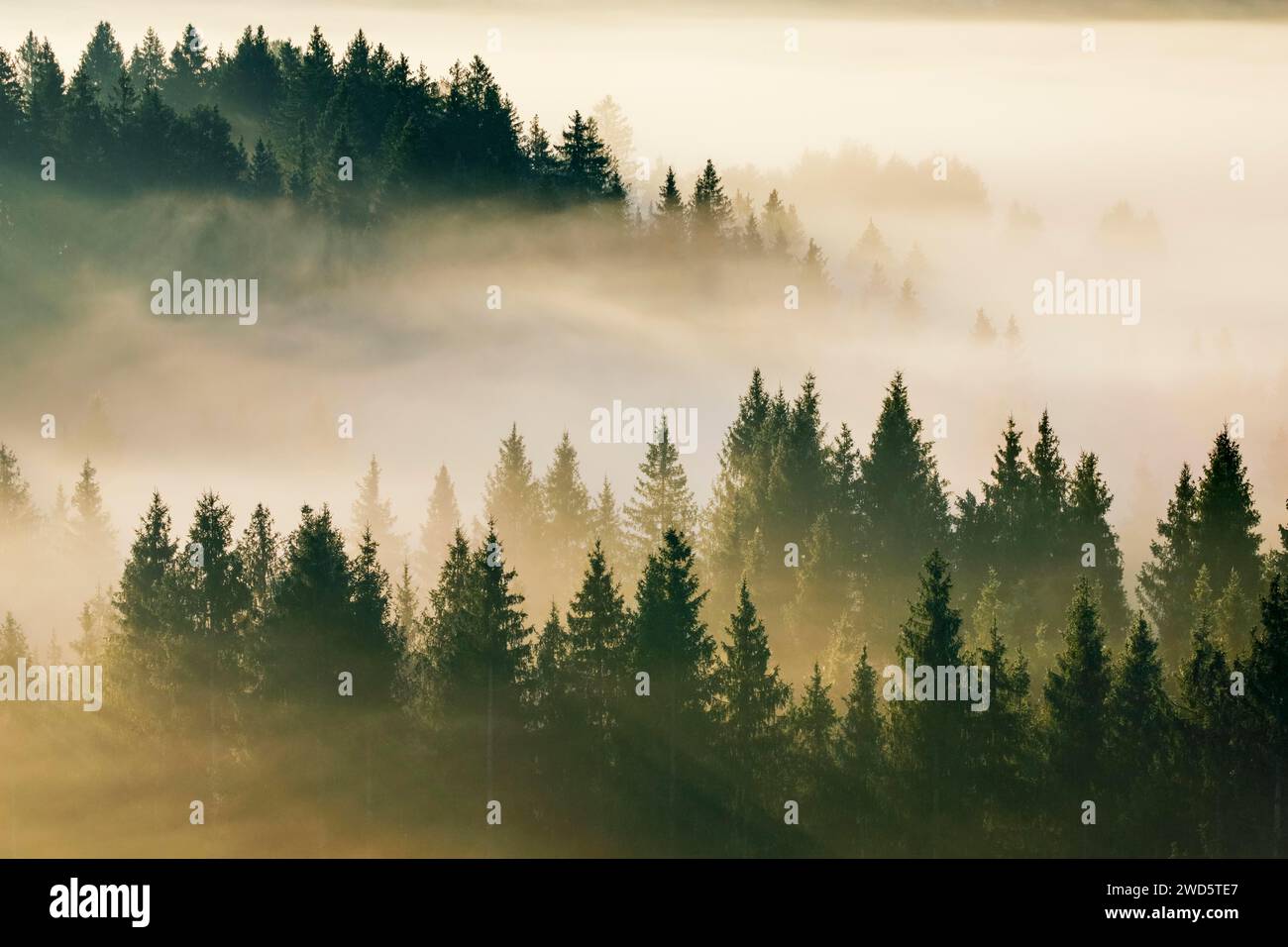 Brouillard et forêt à Oberaegeri dans le canton de Zoug, Suisse Banque D'Images