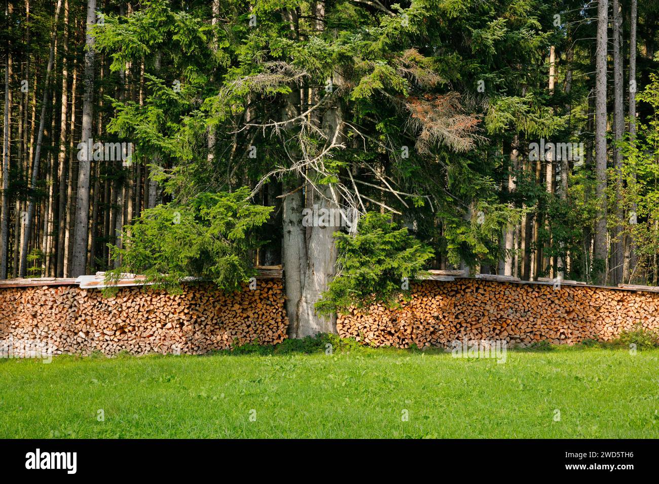 Bois Scheiterbeige au bord de la forêt de pins avec bois mort, Suisse Banque D'Images