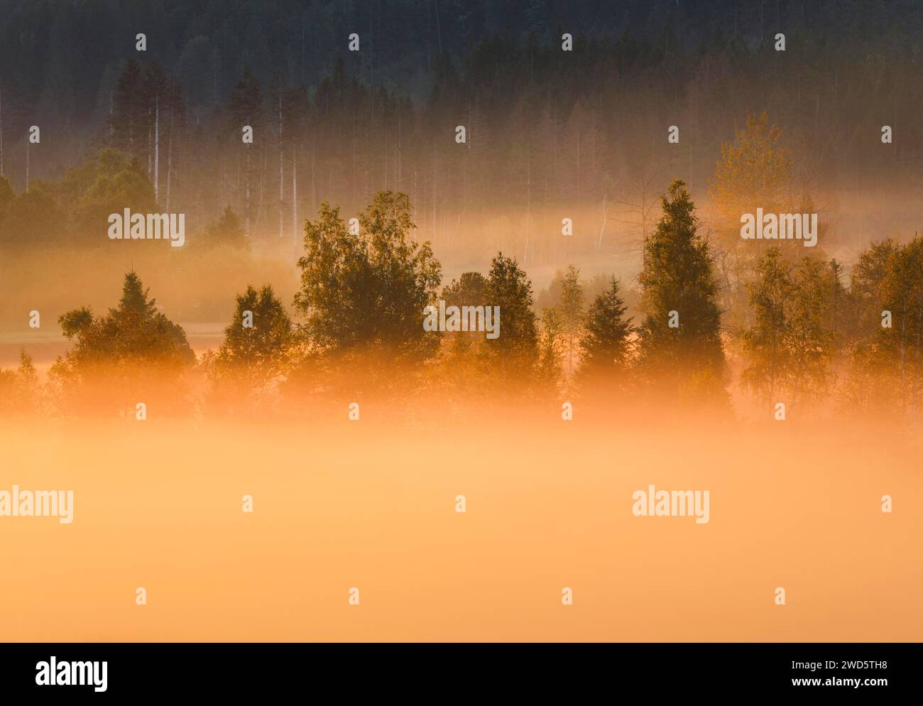 Brouillard et arbres à la lande de Rothenthurm, Canton Schyz, Suisse Banque D'Images