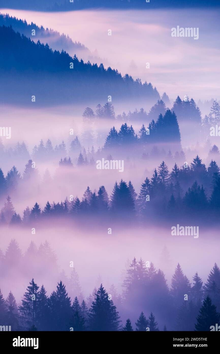 Brouillard et forêt à Oberaegeri dans le canton de Zoug, Suisse Banque D'Images