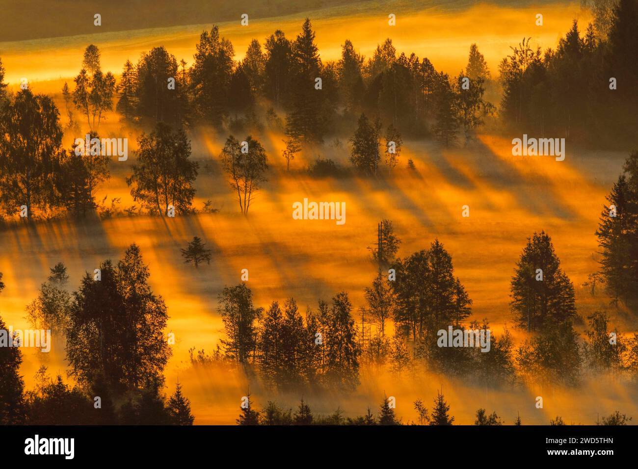 Brouillard et arbres à la lande de Rothenthurm, Canton Schyz, Suisse Banque D'Images