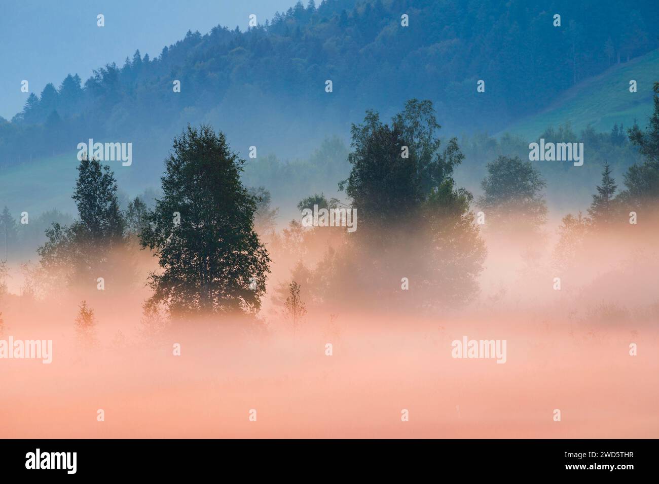 Brouillard et arbres à la lande de Rothenthurm, Canton Schyz, Suisse Banque D'Images