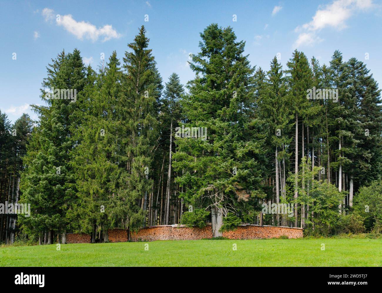Bois Scheiterbeige à la lisière de la forêt de pins, Suisse Banque D'Images
