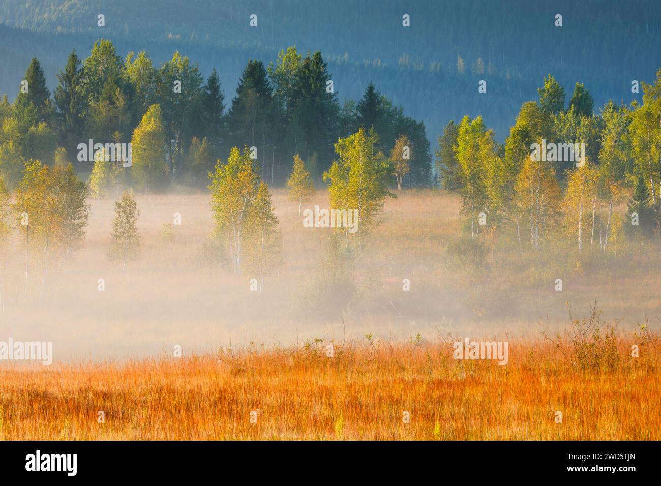 Brouillard et arbres à la lande de Rothenthurm, Canton Schyz, Suisse Banque D'Images