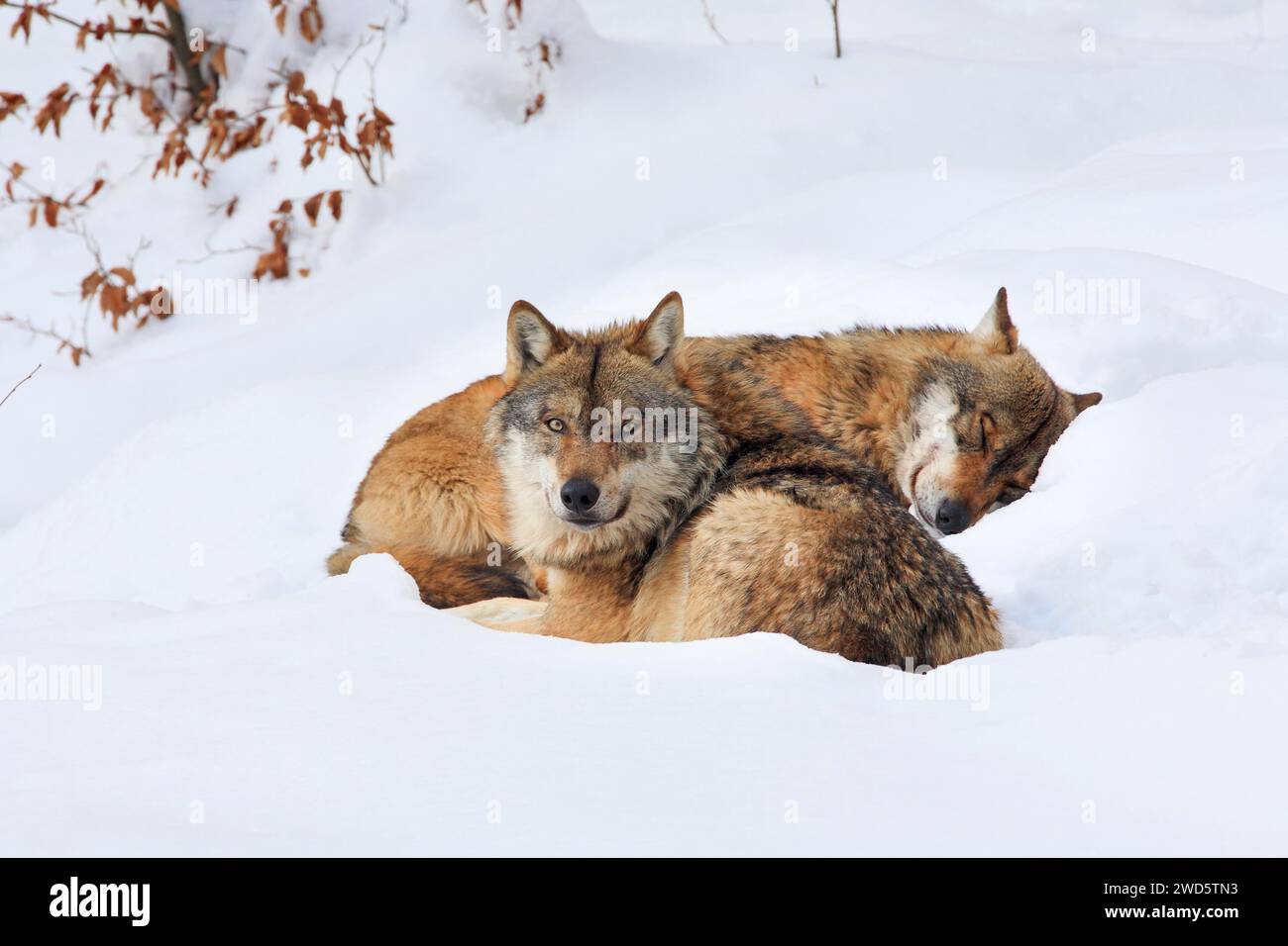 Loup, loup commun, loup européen, Canis lupus lupus, loup européen, en hiver, parc national de la forêt bavaroise, Allemagne Banque D'Images