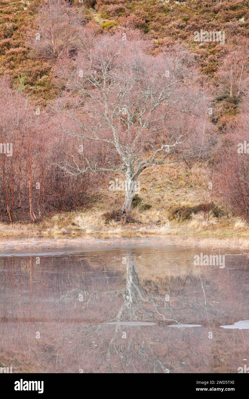 Les bouleaux rougeâtres envahis de mousse se reflètent dans l'eau d'un loch couvert de banquises, hivernent dans les Highlands écossais près de Contin Banque D'Images