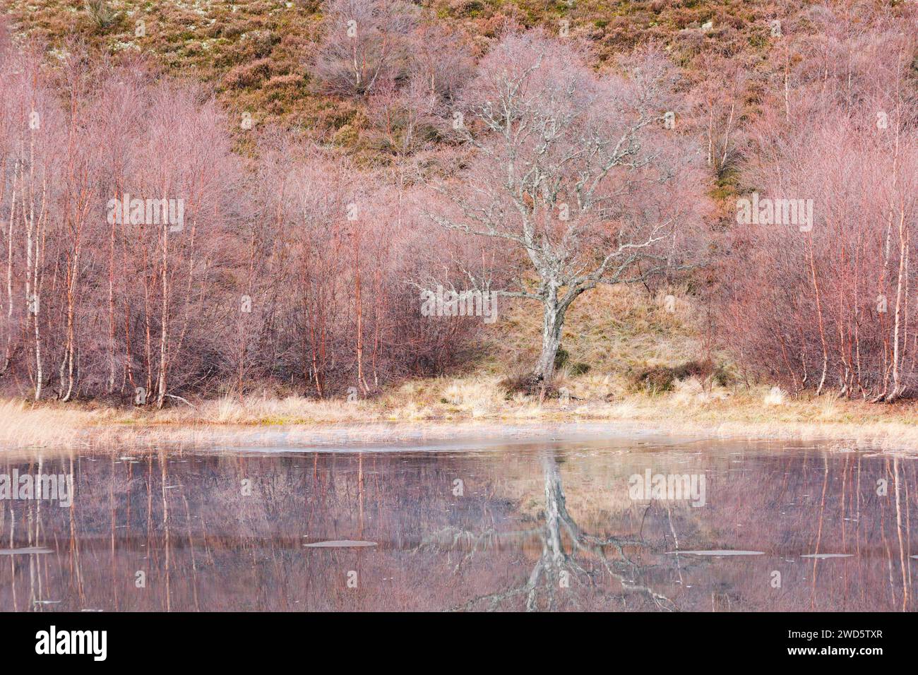 Les bouleaux rougeâtres envahis de mousse se reflètent dans l'eau d'un loch couvert de banquises, hivernent dans les Highlands écossais près de Contin Banque D'Images