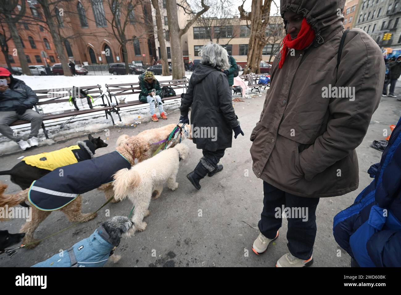 New York, États-Unis. 18 janvier 2024. Un promeneur de chien passe devant des migrants en quête d'asile, principalement d'Afrique de l'Ouest, alors qu'ils se rassemblent dans le parc Tompkins Square près de St. Brigid Reticking Center sur le Lower East Side de Manhattan, New York, NY, 18 janvier 2024. Les migrants attendent une nouvelle affectation de refuge après qu’une limite de 30 jours a été récemment imposée, les forçant à présenter une nouvelle demande et à attendre ; on estime qu’environ 3000 migrants arrivent chaque semaine à New York. (Photo Anthony Behar/Sipa USA) crédit : SIPA USA/Alamy Live News Banque D'Images