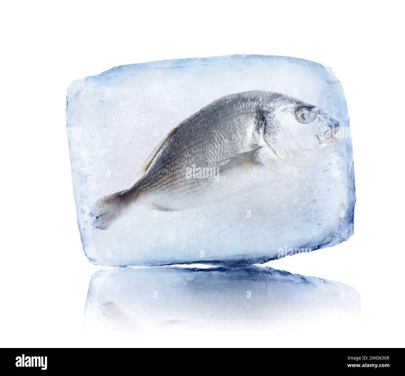 Aliments surgelés. Poisson dorada cru dans le cube de glace isolé sur blanc Banque D'Images