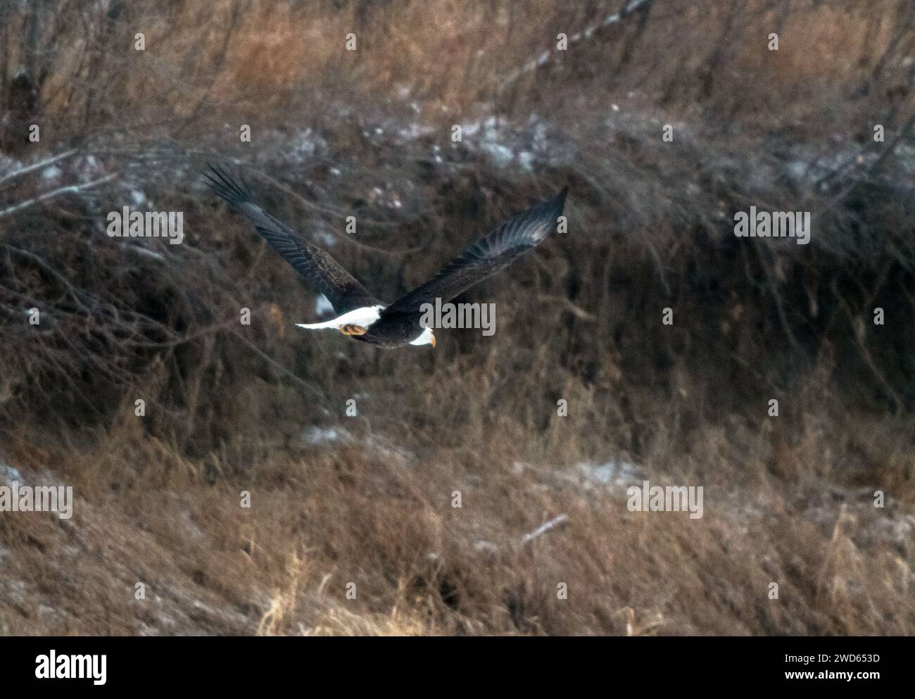 Bald Eagle Canada oiseau majestueux en Saskatchewan Canada Banque D'Images