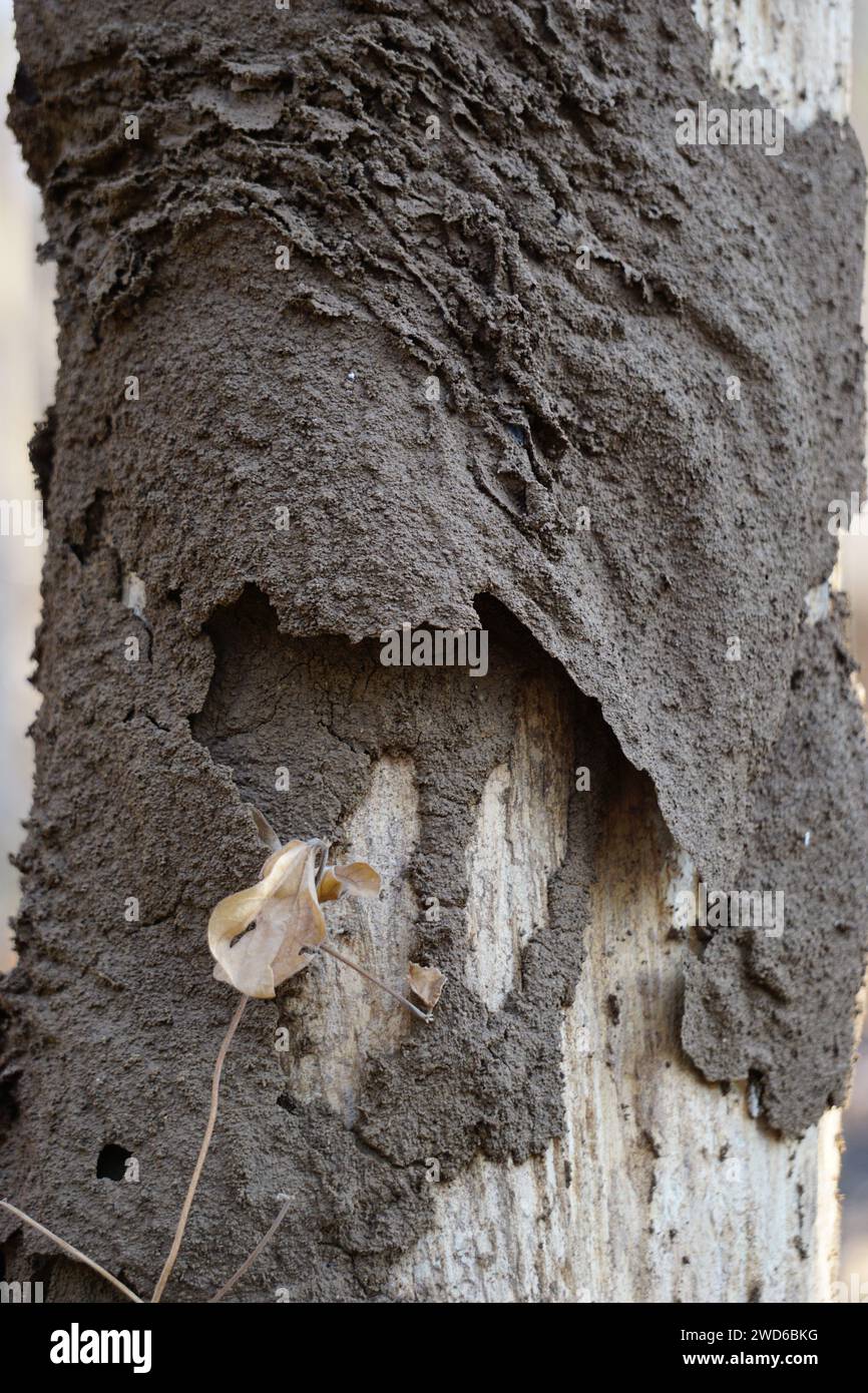 Coptotermes formosanus (termite formosane, super-termite, semut kongkiak, rayap, anai-anai, semut putih) dans le bois sec Banque D'Images