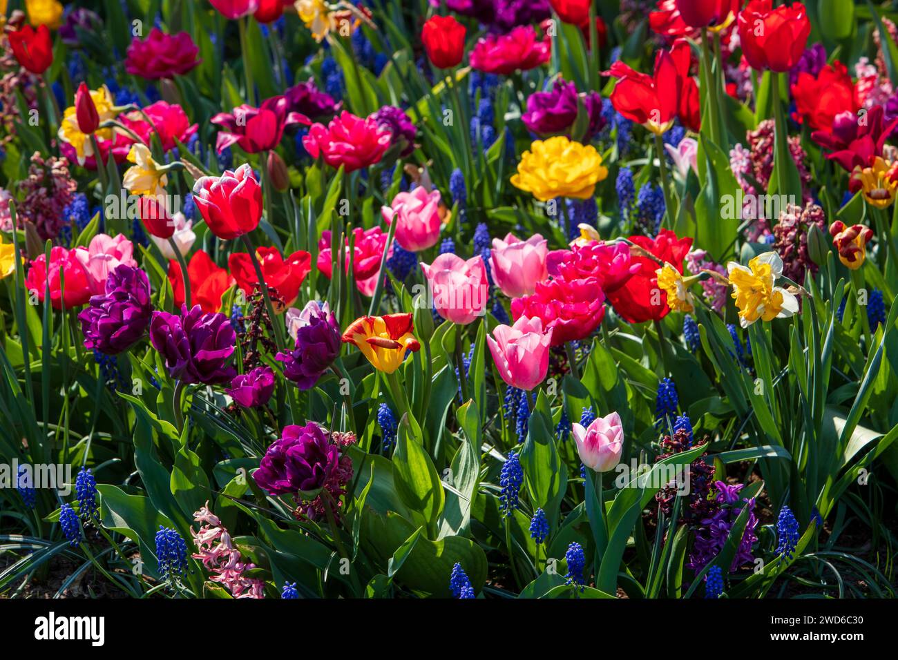 Belles tulipes mélangées de différentes couleurs - rouge, rose, jaune, violet Banque D'Images