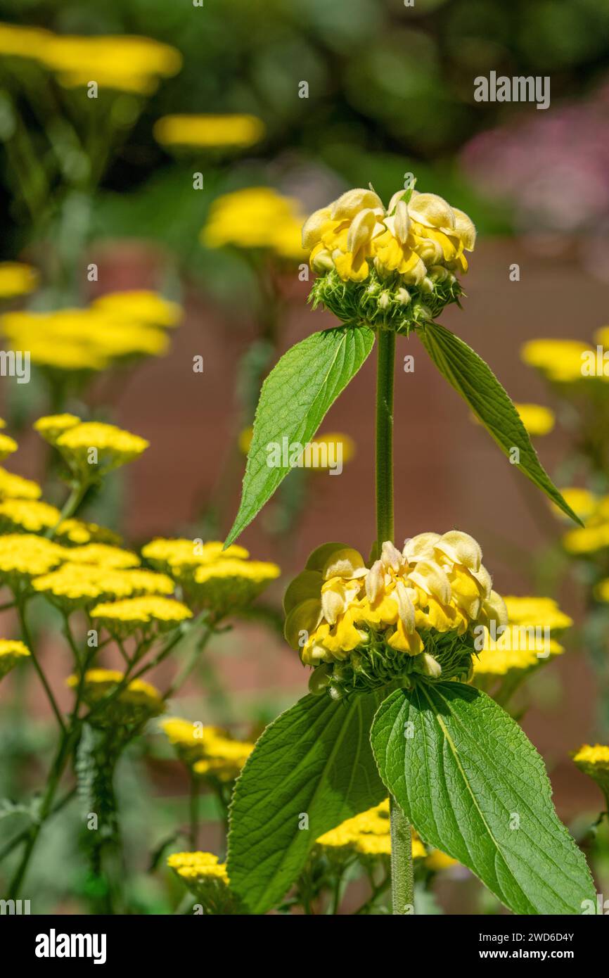 Issaquah, Washington, États-Unis. Fleurs de sauge turque au premier plan et Yarrow feuille de fougère en arrière-plan Banque D'Images